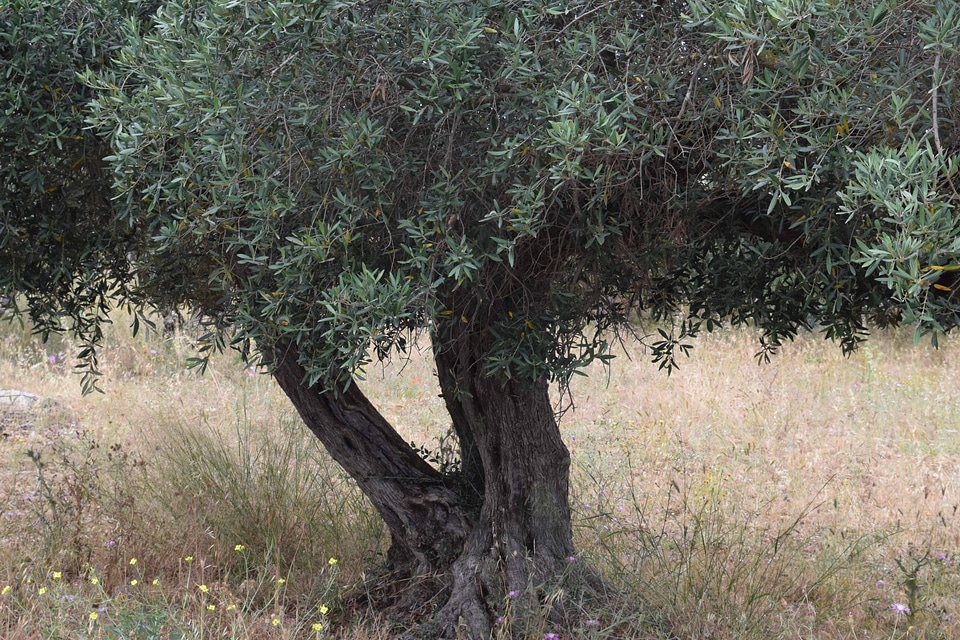 Branch environment field