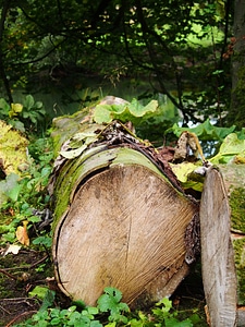 Nature forest natural
