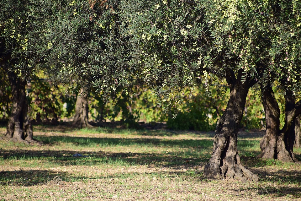 Agriculture autumn branch