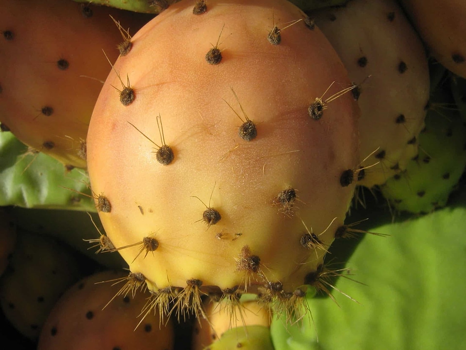 Cactus daylight flora