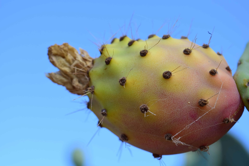 Cactus daylight desert