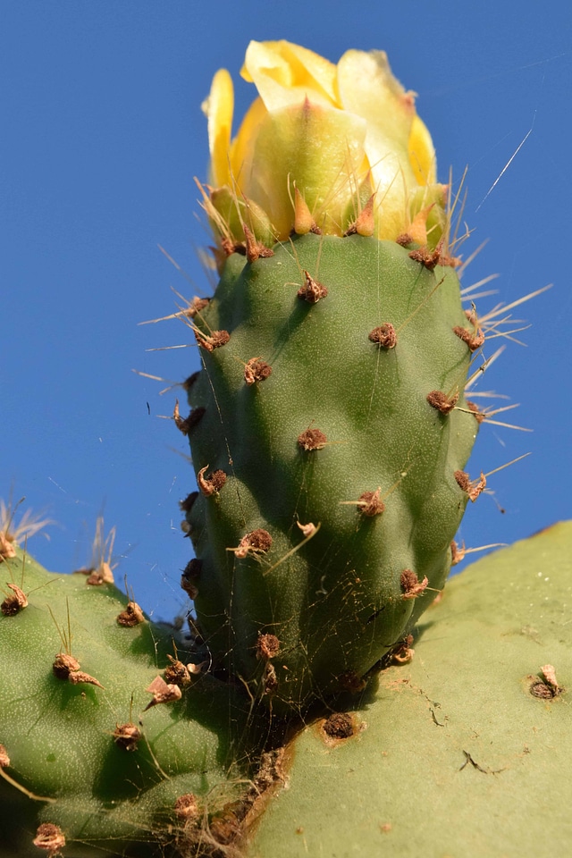 Cactus daylight desert