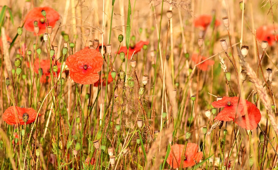 Beautiful Flowers bloom blooming