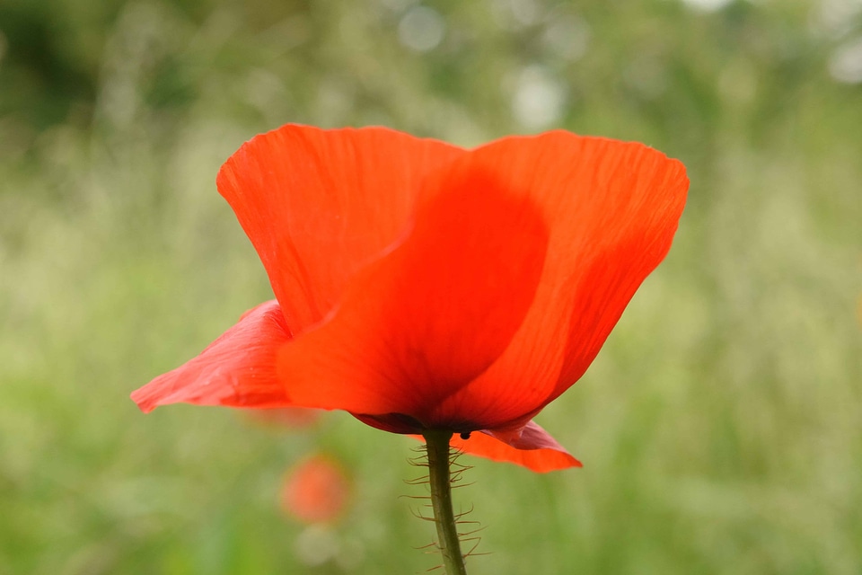 Beautiful Flowers bloom blooming