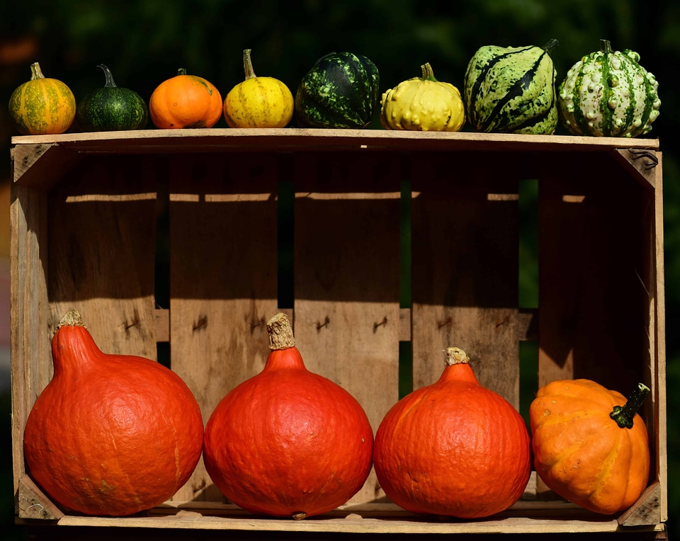Autumn autumn season beautiful photo