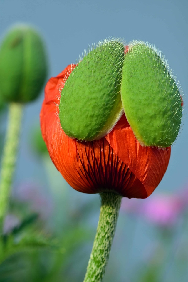 Beautiful Flowers blooming blossom