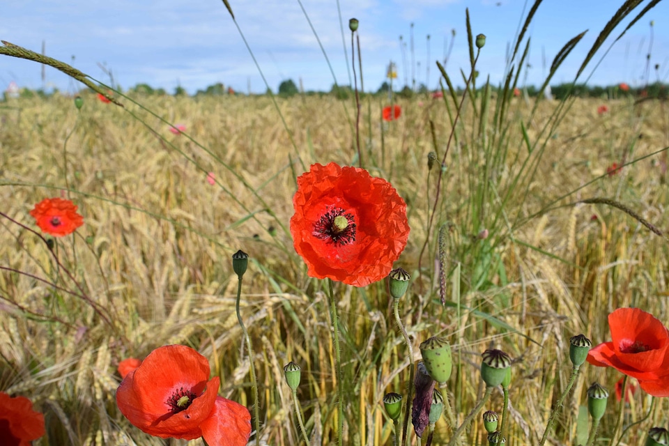 Agriculture beautiful flowers bloom
