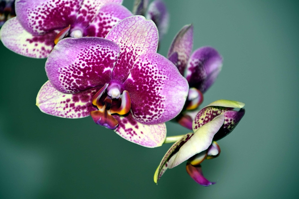 Beautiful Flowers beautiful photo blooming