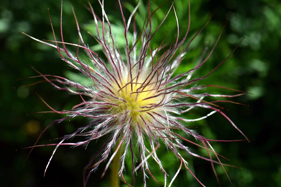 Beautiful Flowers beautiful photo blooming