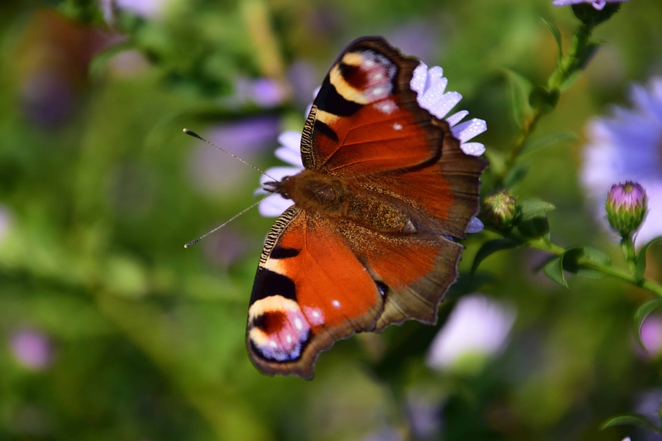 Animal arthropod beautiful flowers
