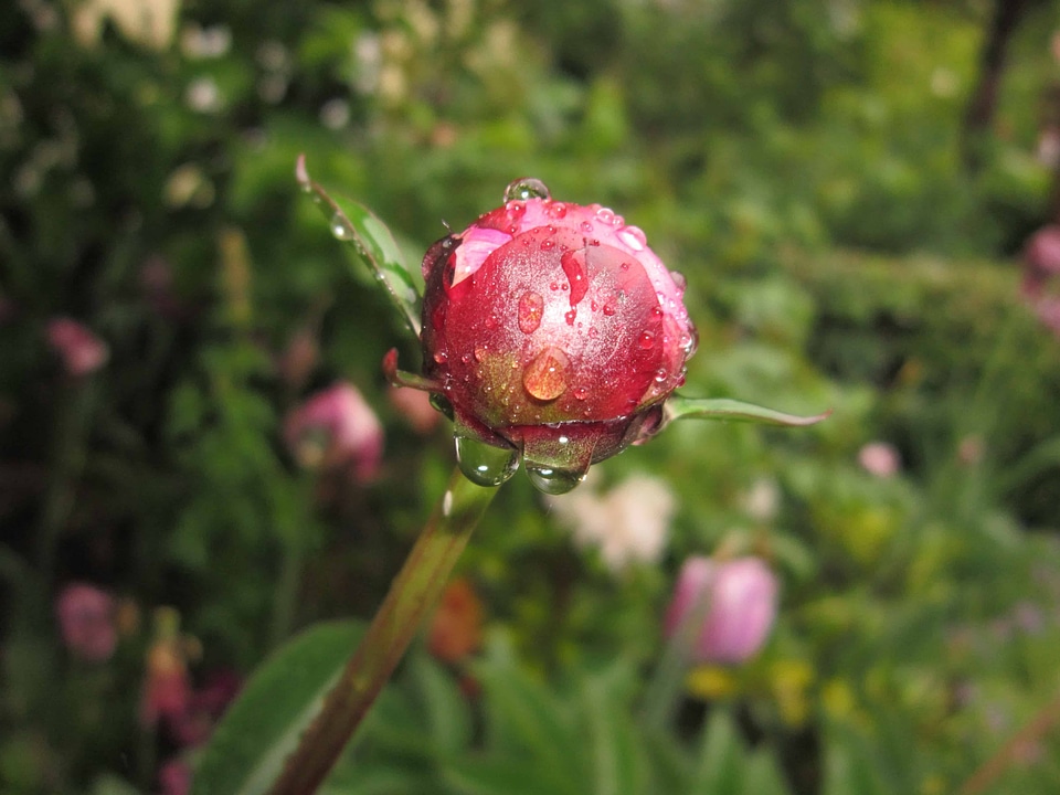 Beautiful Flowers beautiful photo blooming