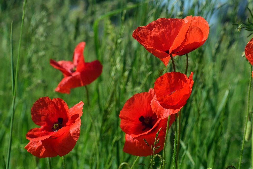 Agriculture beautiful flowers beautiful photo