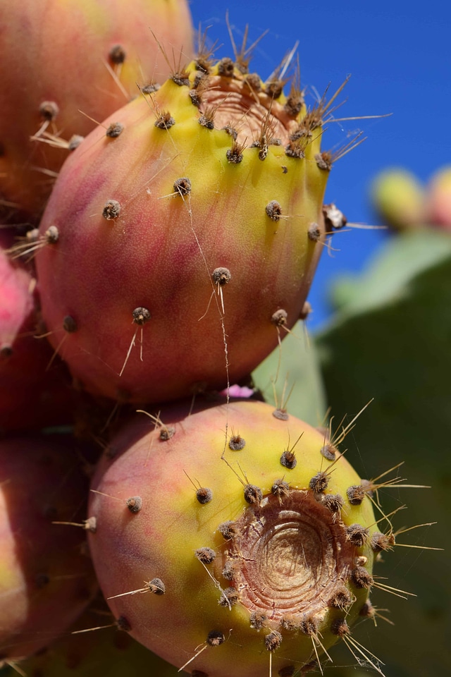Cactus desert flora