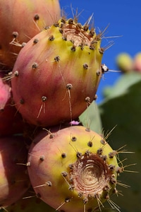 Cactus desert flora