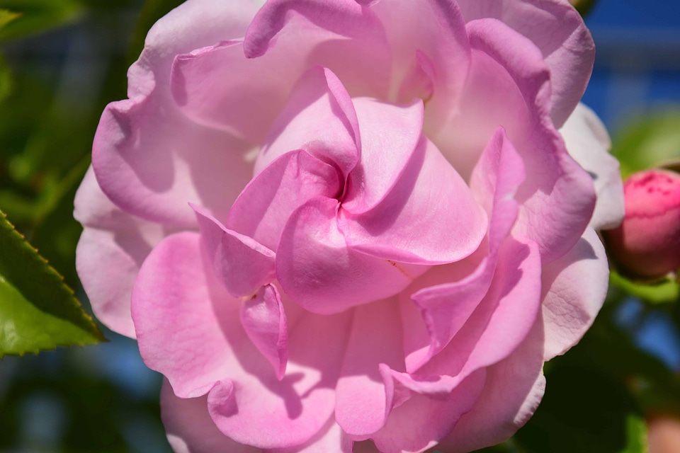 Beautiful beautiful flowers beautiful photo