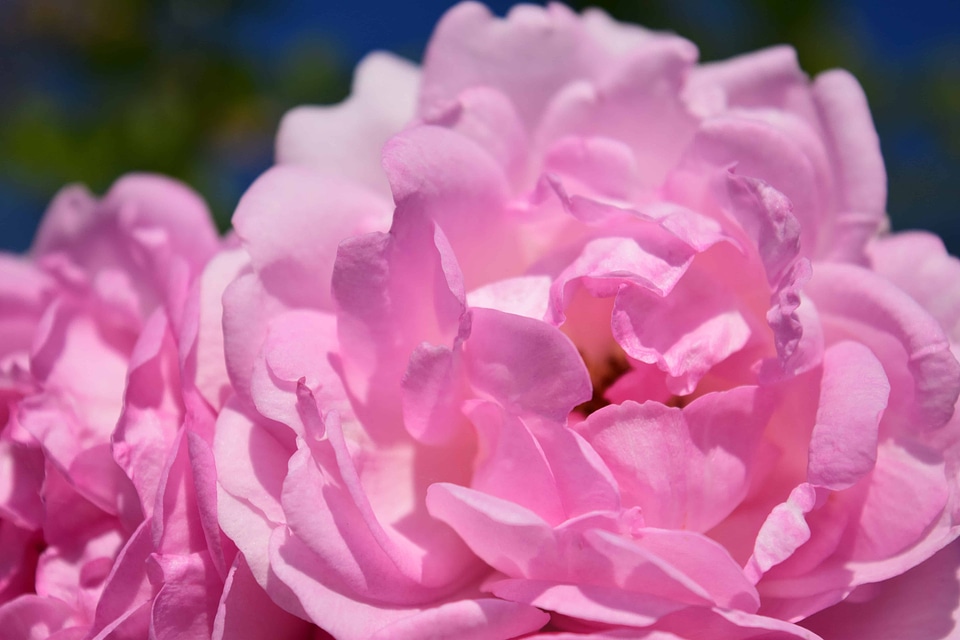 Beautiful beautiful flowers beautiful photo