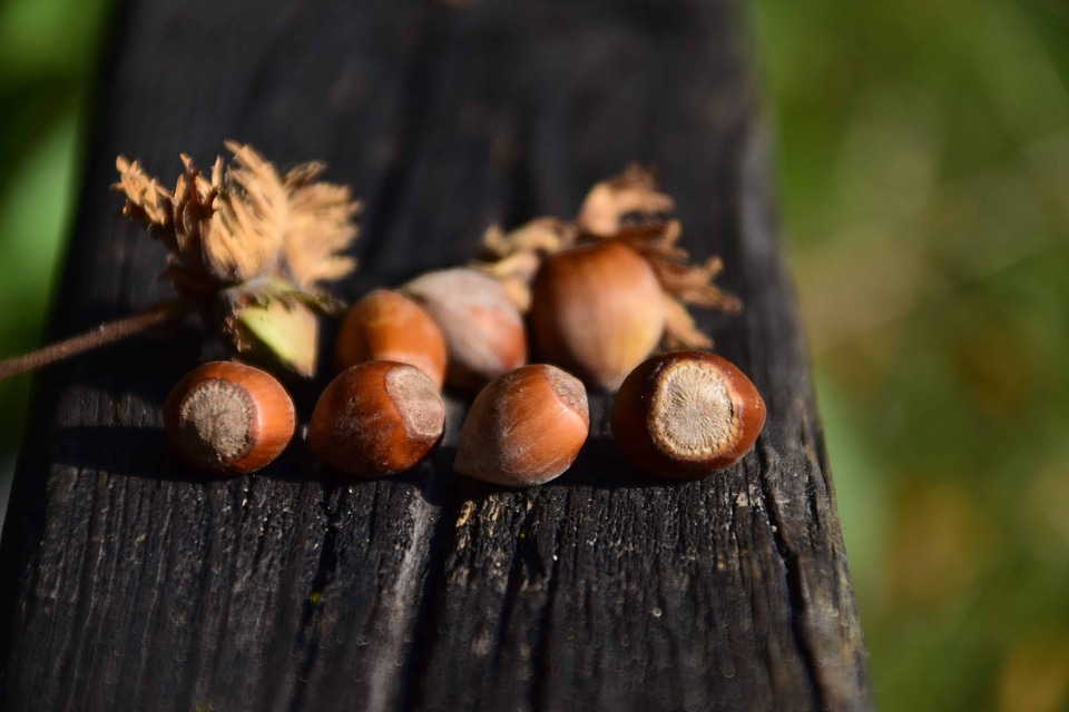 Beautiful Photo brown diet