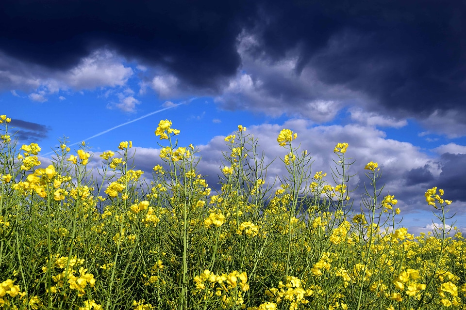 Beautiful Flowers blooming blossom