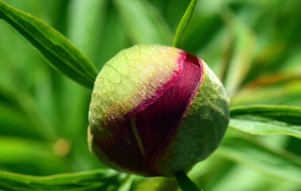 Beautiful Photo flora flower