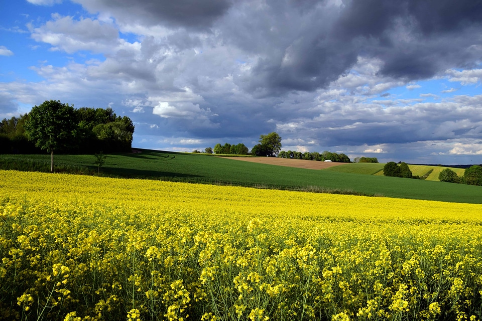 Agriculture beautiful photo Brassicaceae