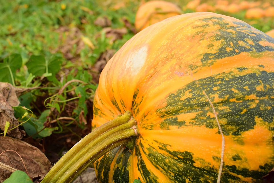 Agriculture autumn autumn season