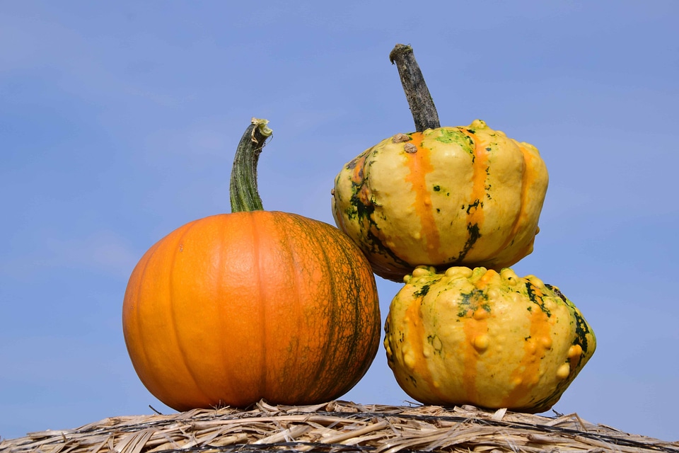 Autumn autumn season calorie