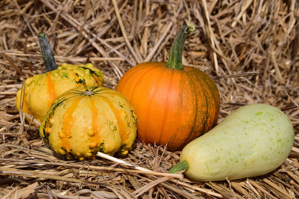 Autumn autumn season calorie