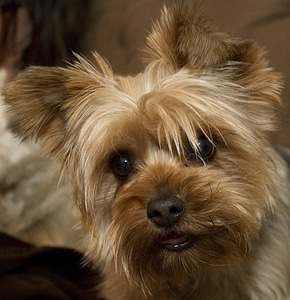Pet canine yorkshire terrier