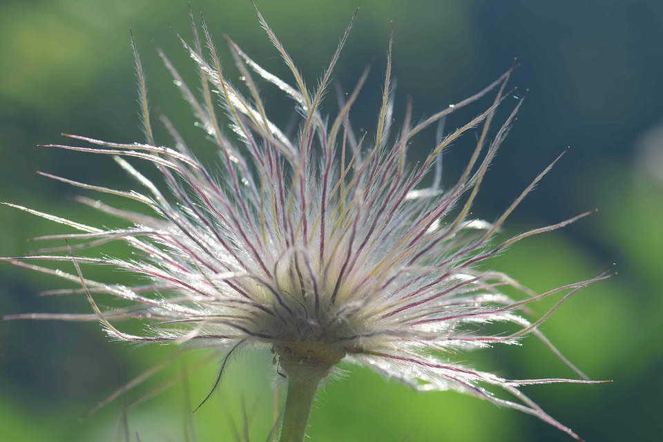 Beautiful Flowers blooming blossom