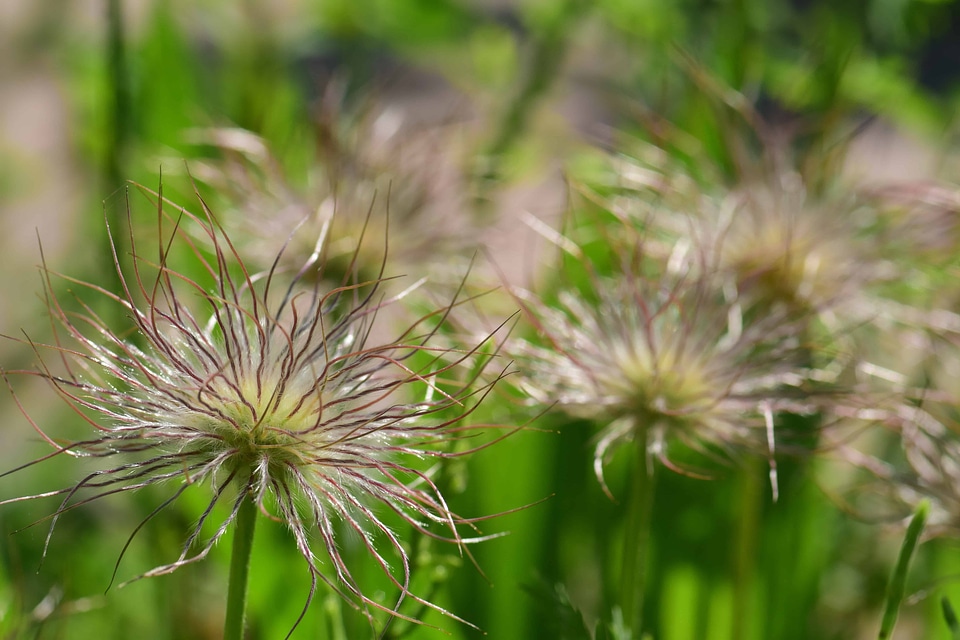 Beautiful Flowers blooming blossom