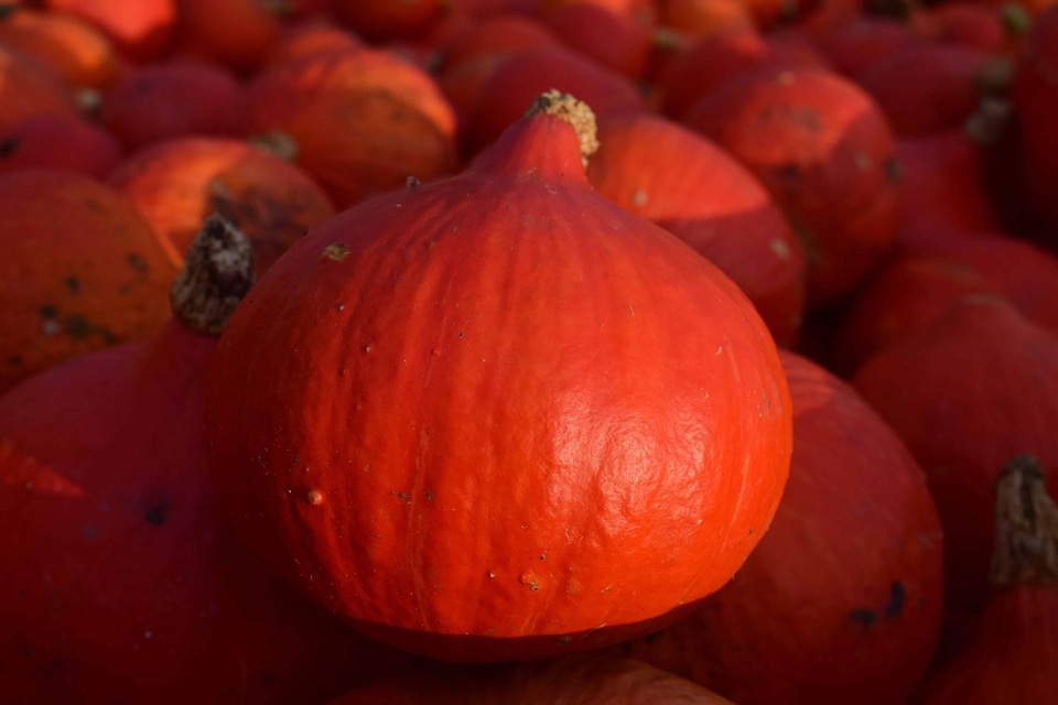 Autumn autumn season calorie