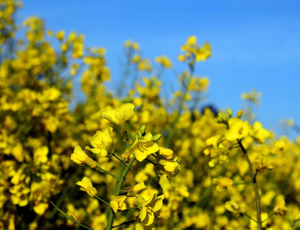 Agriculture beautiful flowers blooming