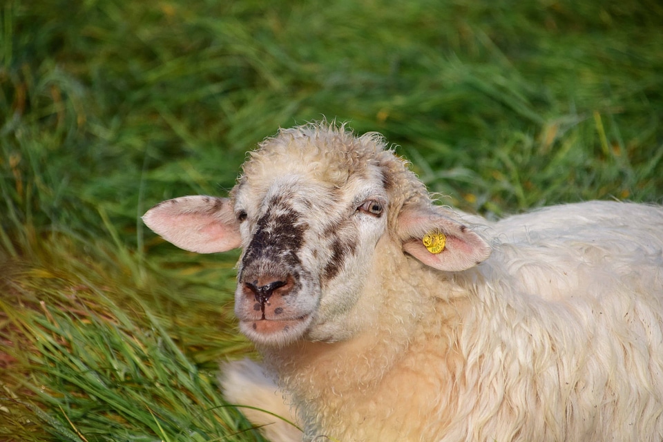 Animal daylight farm