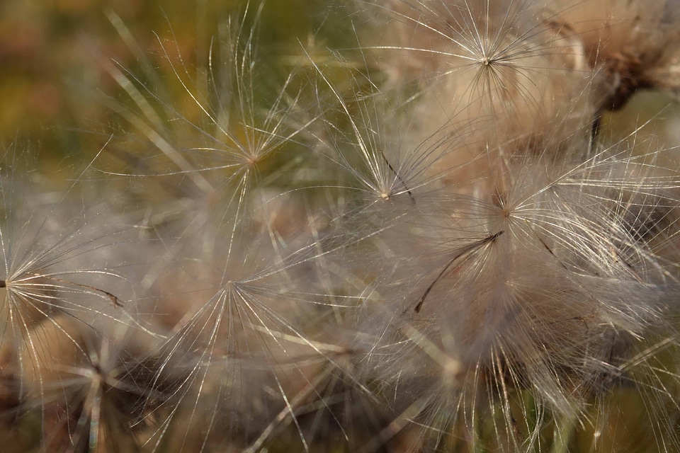 Flora grass herb