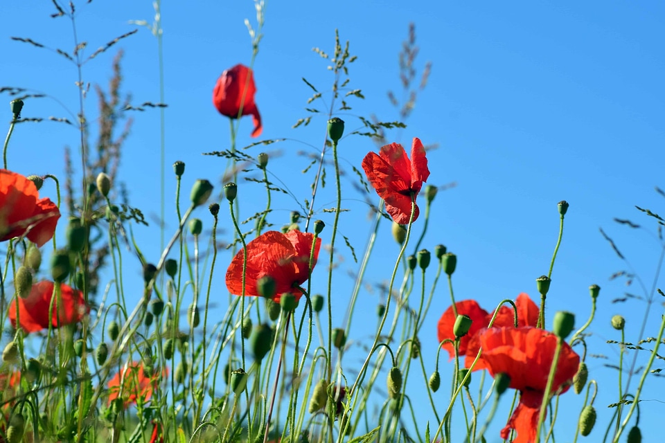 Agriculture beautiful flowers bloom