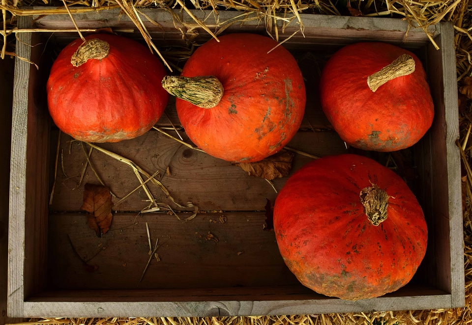 Autumn autumn season calorie