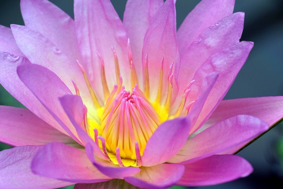 Beautiful Flowers beautiful image beautiful photo