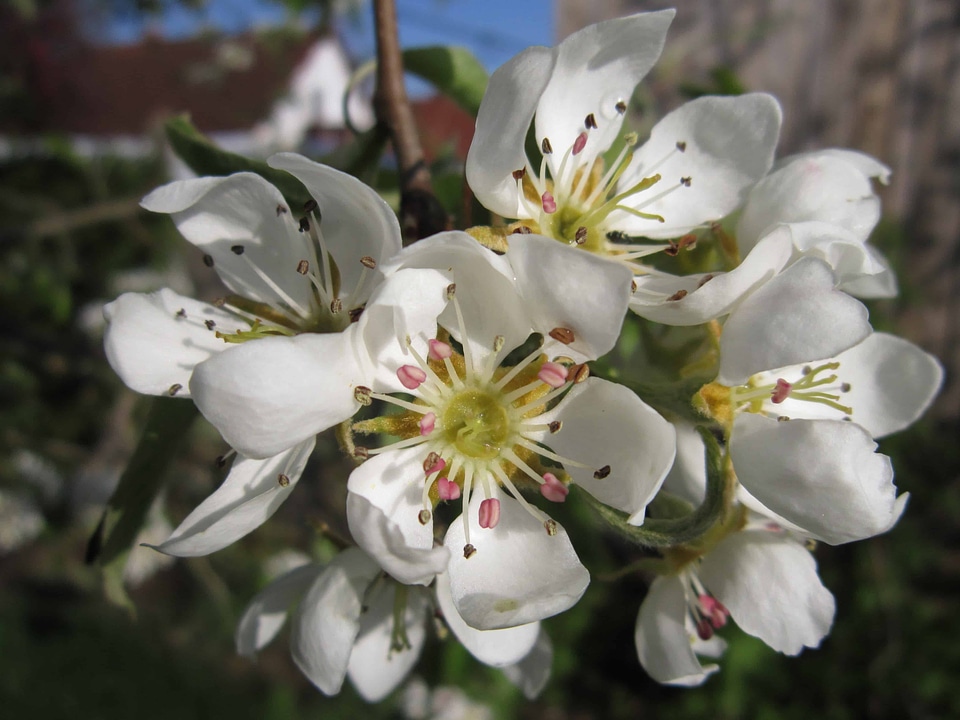 Beautiful Flowers blooming blossom