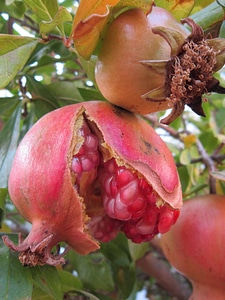Diet dietary flora