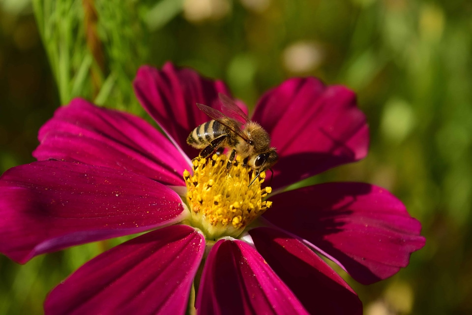 Animal arthropod beautiful flowers