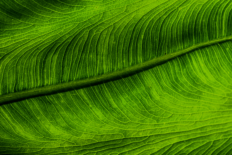 Freshness color ecology