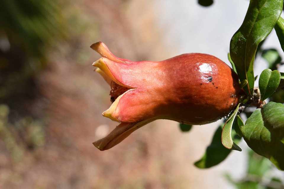 Beautiful Photo food fruit