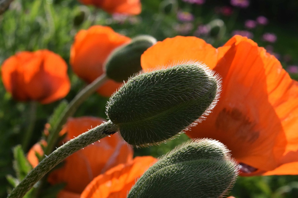 Beautiful Flowers blooming blossom