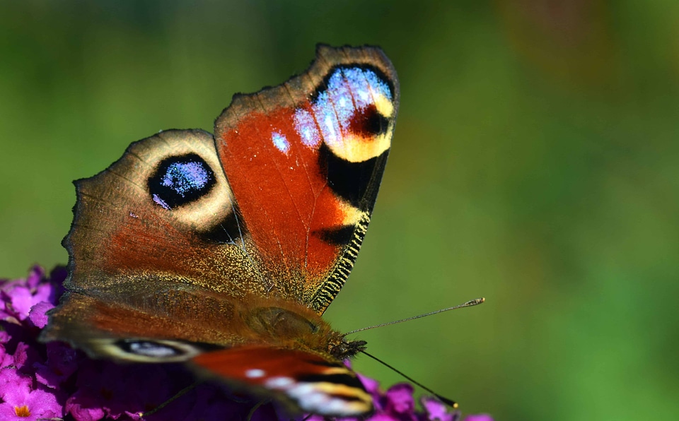 Animal arthropod bug