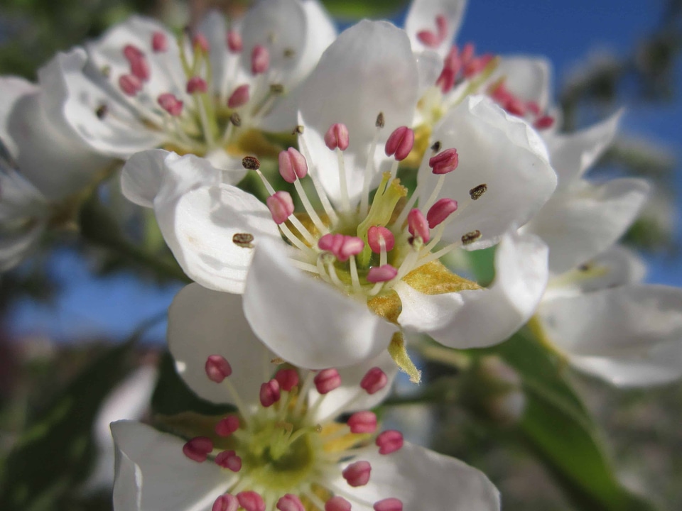 Beautiful Flowers blooming blossom