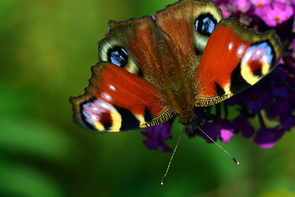 Animal arthropod beautiful