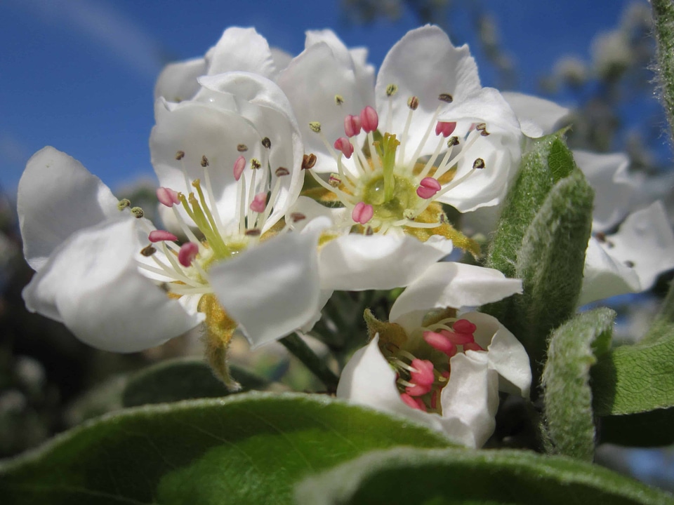 Beautiful Flowers blooming blossom
