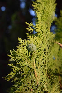 Branch conifer conifers