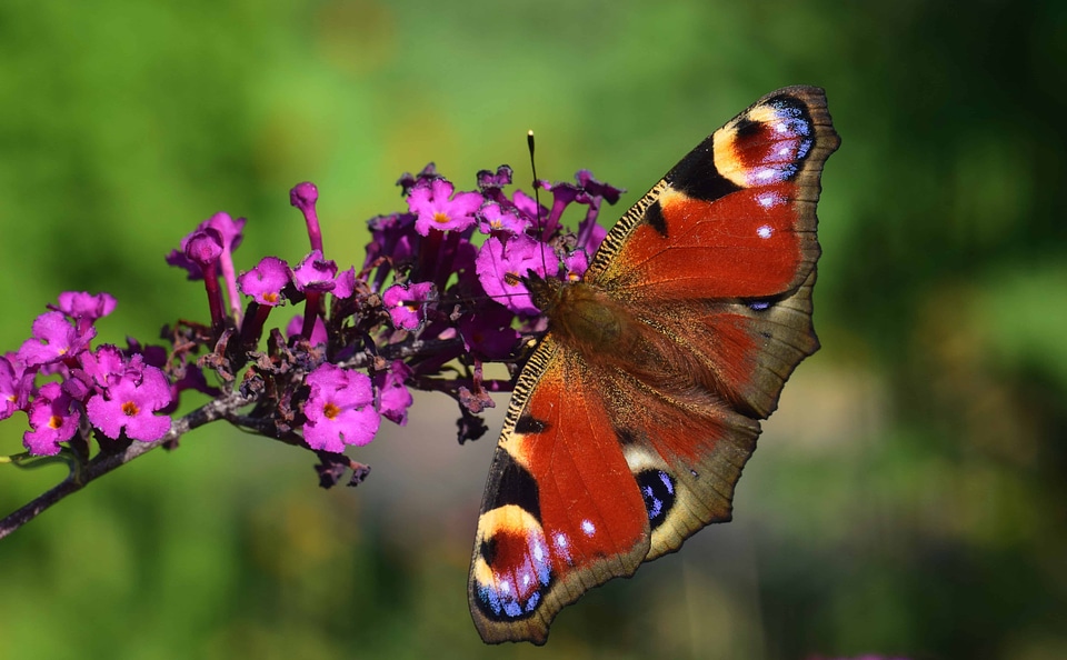 Animal arthropod beautiful flowers