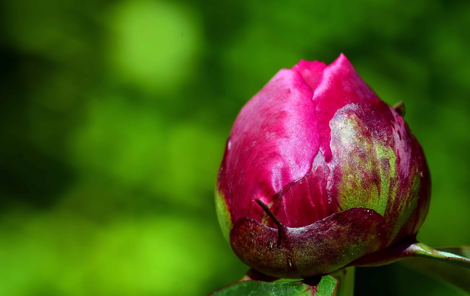 Beautiful Flowers bloom blooming